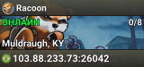 Racoon